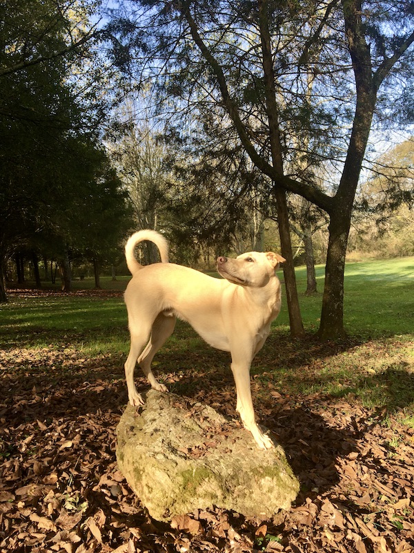 Teddy, a Carolina Dog mix, standing on top of a rock